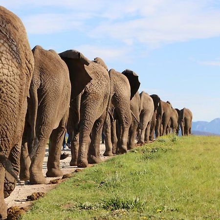 Knysna Elephant Park Lodge Plettenberg Bay Exterior foto